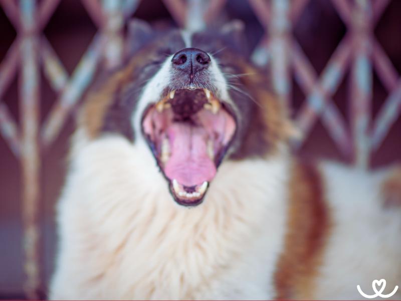 Plemeno-thai-bangkaew-dog (8)